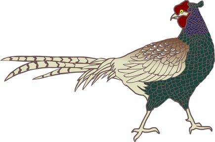 Colorful Pheasant Illustration 